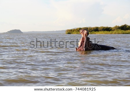 A hippopotamus opens its mouth, swimming in Lake Tana, Ethiopia Royalty-Free Stock Photo #744081925