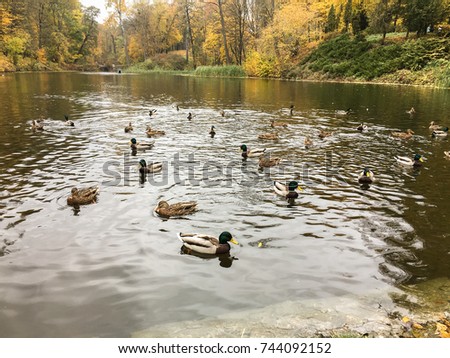 Ducks in autumn pond. autumn park