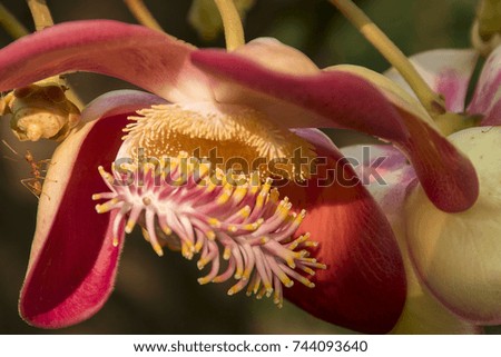 closeup cannonball tree with blur background
