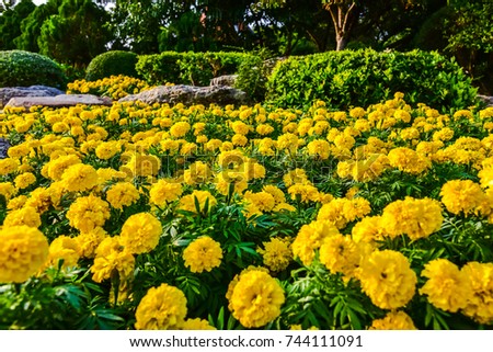 Marigold flower in the garden and is the flower of the reign of King Rama IX of Thailand.