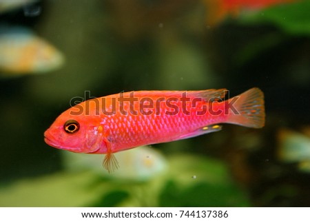 Pink malawi Peacock cichlid swimming in freshwater aquarium. Aulonocara is freshwater fish in Family Cichlidae, live in Lake Malawi, Africa. 