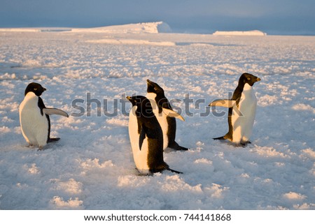 The Adelie penguin( Pygocelis adeliae) on the sea ice of the Alasheyev Bay