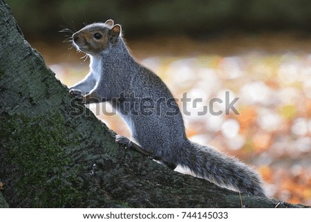 common squirrel in the season of autumn with orange and yellow leaves