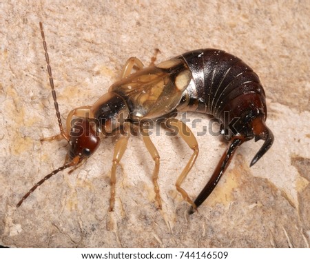 Male of Forficula auricularia (European earwig), a species of earwig in the family Forficulidae. 