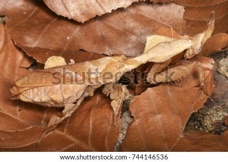 Phyllocrania paradoxa (ghost mantis), a small species of mantis from Africa. It is known for its distinct  camouflaged appearance of a dry leaf Royalty-Free Stock Photo #744146536
