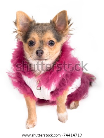 Tiny Chihuahua dressed in winter fluffy jacket
