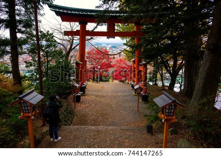Photographer at Red pole Torii entrance gate in path way of Chureito pagoda, fuji best mountain viewpoint, with colorful autumn foliage leaf in Shimoyoshida Japan.