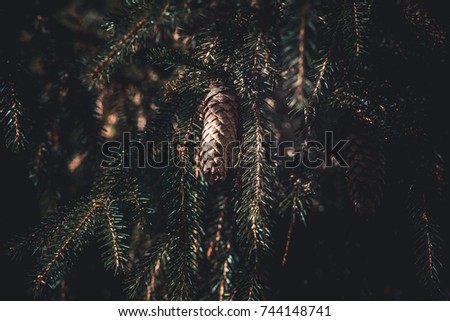  Autumn pine corn and leaf background
