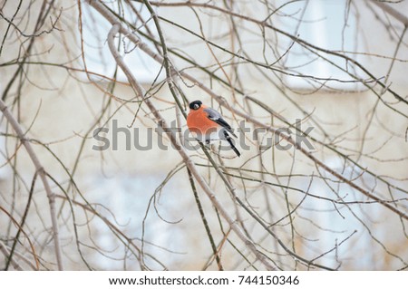 Eurasian bullfinch sitting on the branch in the courtyard