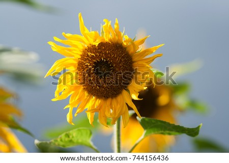 Beautiful sunflower against blue sky.
