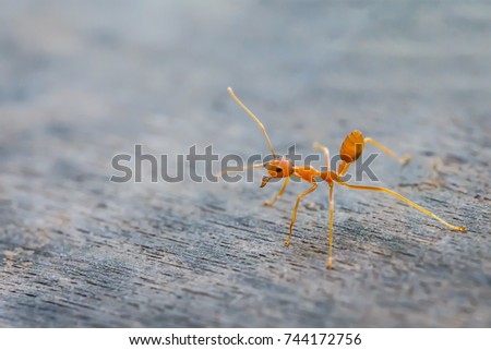Ant standing on wooden floor