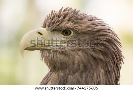 Close-up view of a White-tailed Eagle (Haliaeetus albicilla) 
