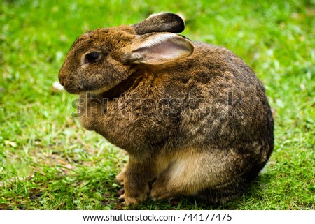 The hare is sitting in the green grass.