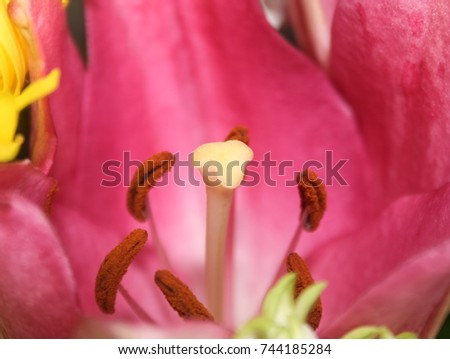A close-up photograph of the middle of a Pink Lily. This photo was taken in Brisbane, Australia.