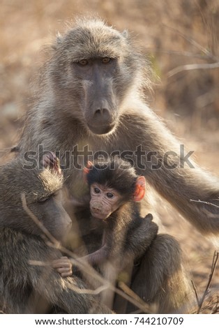 Cute baby baboon with his mother