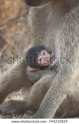Cute baby baboon with his mother