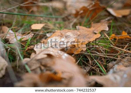  Rain drops on fallen oak leaves in autumn forest. Useful as background.