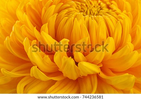 Yellow chrysanthemum flower closeup background