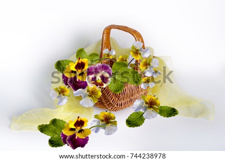 Bouquet of violets on a white background. Enjoy the beautiful flowers.