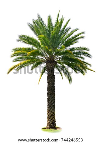 Indian Wild Date palm tree isolated on white background (Sugar Wild Date, Silver Date,Toddy Palm) Royalty-Free Stock Photo #744246553