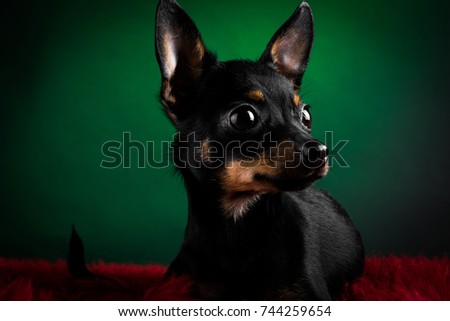 Puppy, dog, toy terrier portrait on a green background