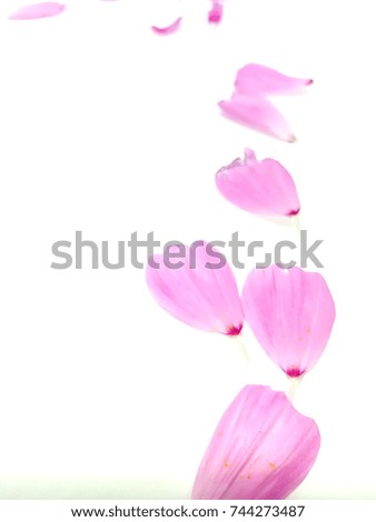 Pink Cosmos on white background.  Beautiful, the wind blows, and the leaves are fresh and comfortable. Other shades of yellow, such as yellow, white, red, purple, orange