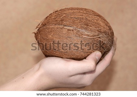 A ripe coconut in hand
