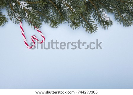 Christmas and New Year. Branches of a tree and candy canes on a blue background. Copy-space.