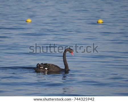 black Swan  on the water, two yellow buoys in the blurry background