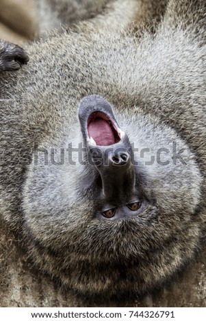 Baboon male upside down in the Ngorongoro Crater - Tanzania