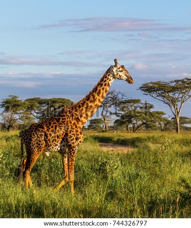 Giraffe in the Serengeti National Park - Tanzania Royalty-Free Stock Photo #744326797