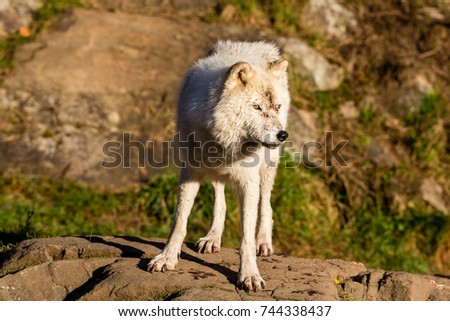 Arctic wolf on the hunt in north Quebec Canada.