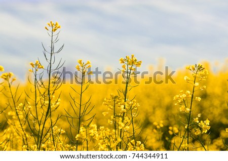 Wonderful yellow colza field. Agricultural photo with blurred background