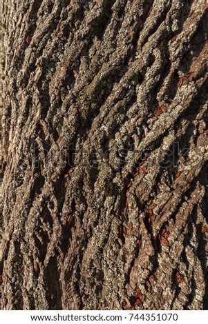 a large number of bedbugs of soldiers hiding in the maple bark in the autumn season, close-up photo