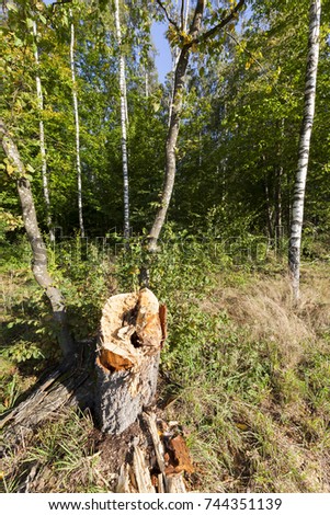 the trunk of felled birch, which began to rot and which was broken during the storm, summer photo in the forest