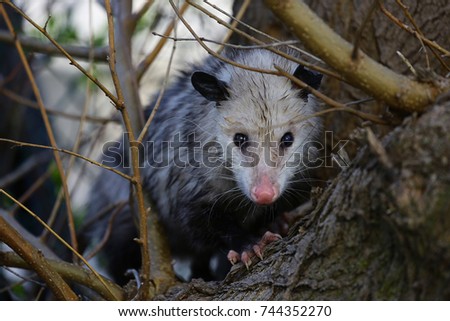 Possum sitting in a tree.
