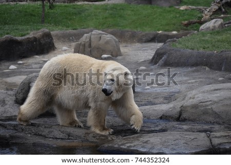 Polar bear at the zoo.