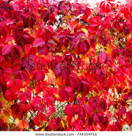 Autumn leaves. Beautiful bright background autumn. Red, yellow and green leaves on the fence of metal mesh through the sun's rays.
