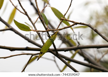photo of several green leaves in autumn forest, close-up