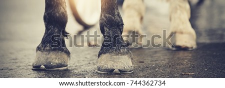 The hoofs with horseshoes. Hoofs of the horse standing on asphalt. Royalty-Free Stock Photo #744362734