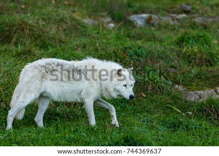 Arctic wolf, pictured in late autumn, north Quebec, Canada.