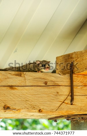 Dormouse under the roof. Squirrel tailed dormouse on wooden beam, Myoxus, Edible dormouse
