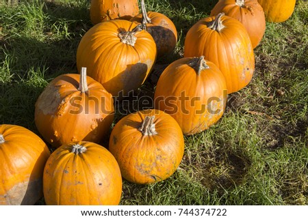 A lot of pumpkins on the ground. Many pumpkins on the field.