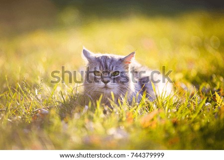 Beautiful fluffy gray cat with green eyes against a background of green grass