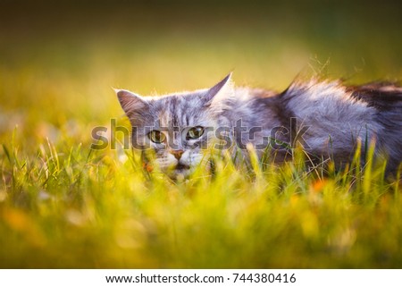 Beautiful fluffy gray cat with green eyes against a background of green grass