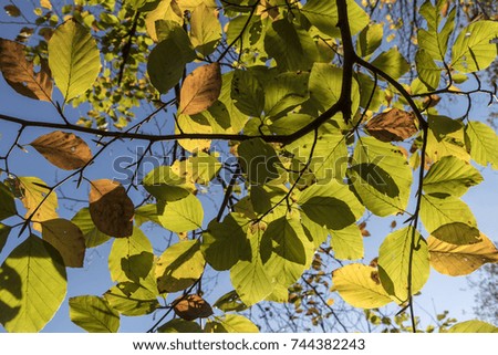 leaves of beech tree in indian summer colors