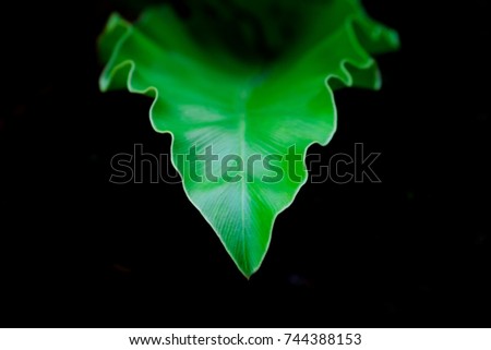 Single green leaf of fern with wave shape of edge leaf in dark background and lighting on leaves to show texture and detail of green leave of fern.