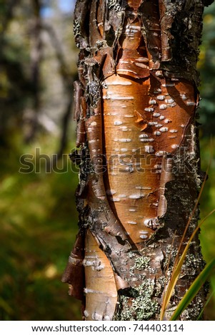 Close up of peeling bark detail on a tree trunk, Alaska
