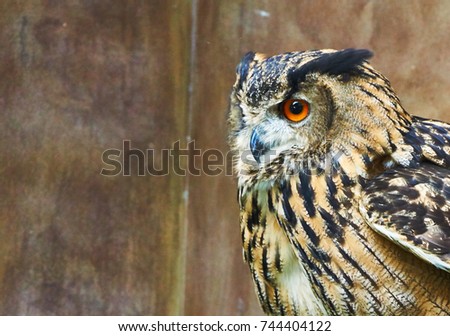 Close up picture of owl. Picture with copy space.