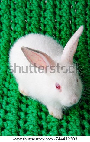 White rabbit on green background